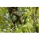 Arbortec Breatheflex Pro Realtree brown