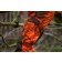 Arbortec Breatheflex Pro Realtree orange